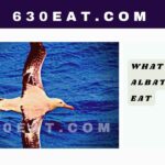 What Do Albatross Eat