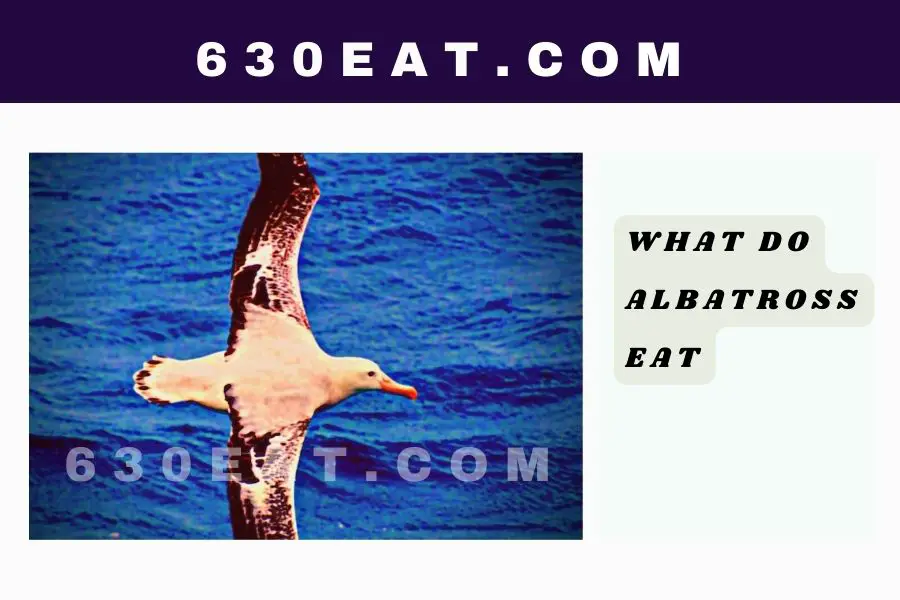 What Do Albatross Eat