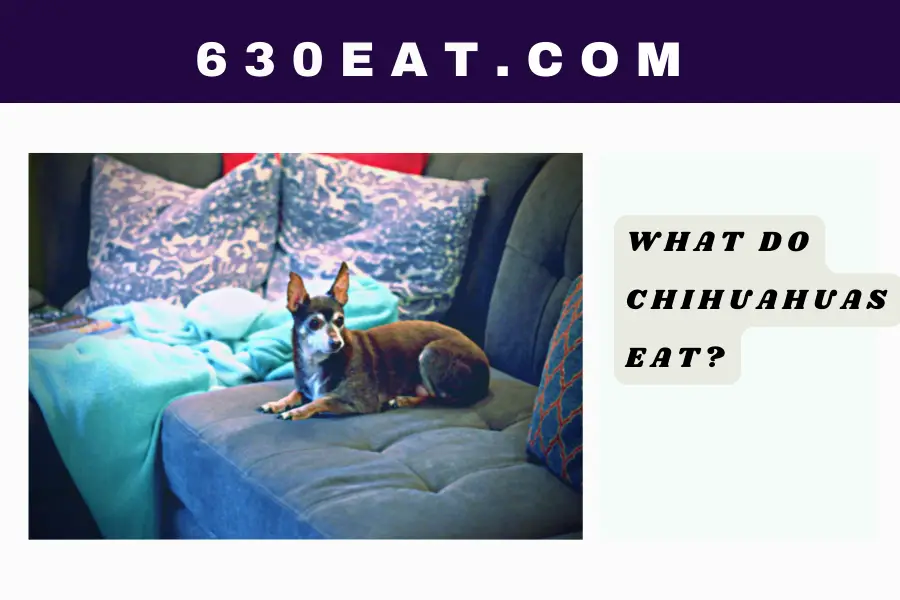 What Do Chihuahuas Eat
