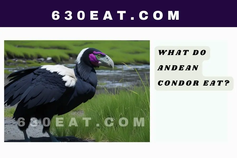 What Do Andean Condor Eat?