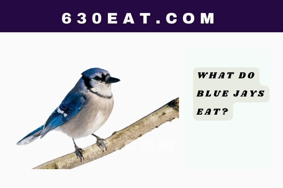 What Do Blue Jays Eat?