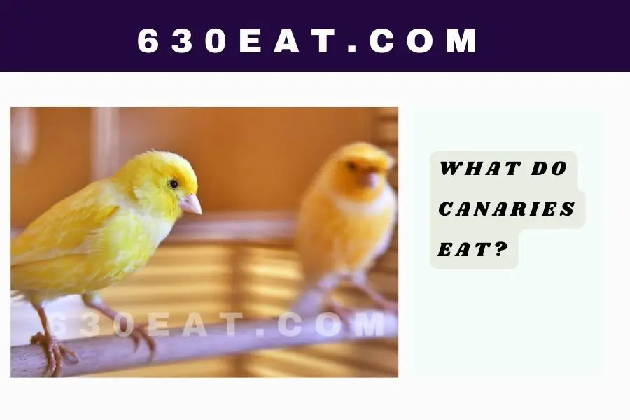 What Do Canaries Eat?