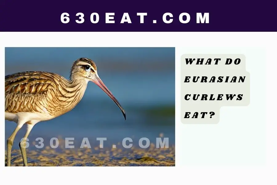 What Do Eurasian Curlews Eat?
