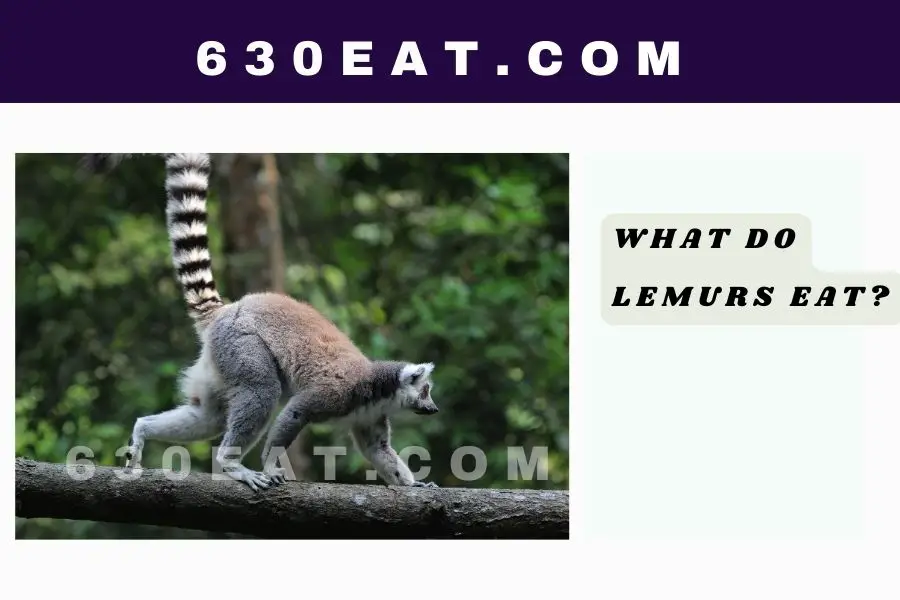 What Do Lemurs Eat?