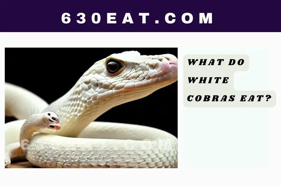 What Do White Cobras Eat?