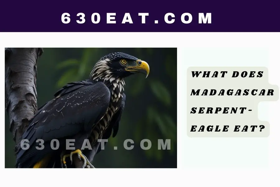 What Does Madagascar Serpent-Eagle Eat?