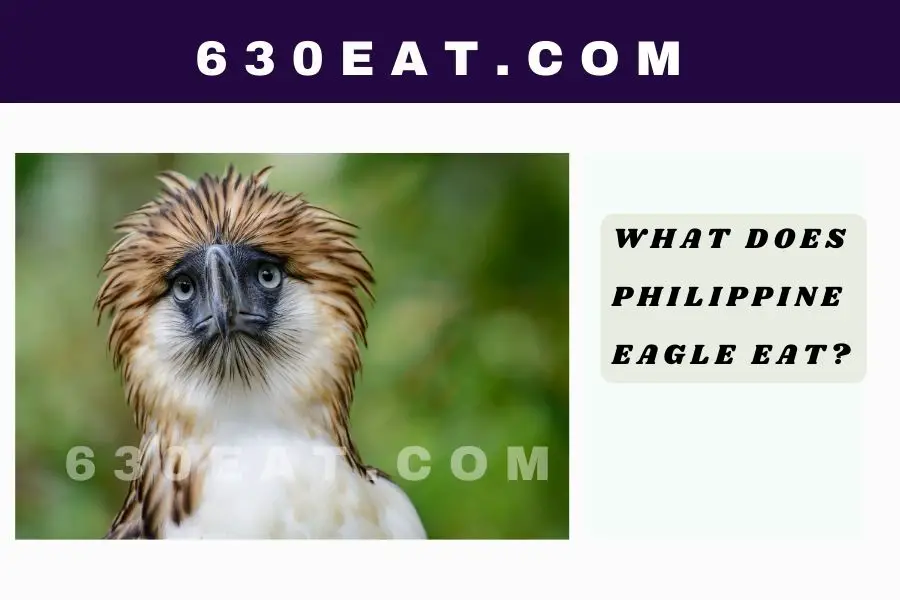 What Does the Philippine Eagle Eat?