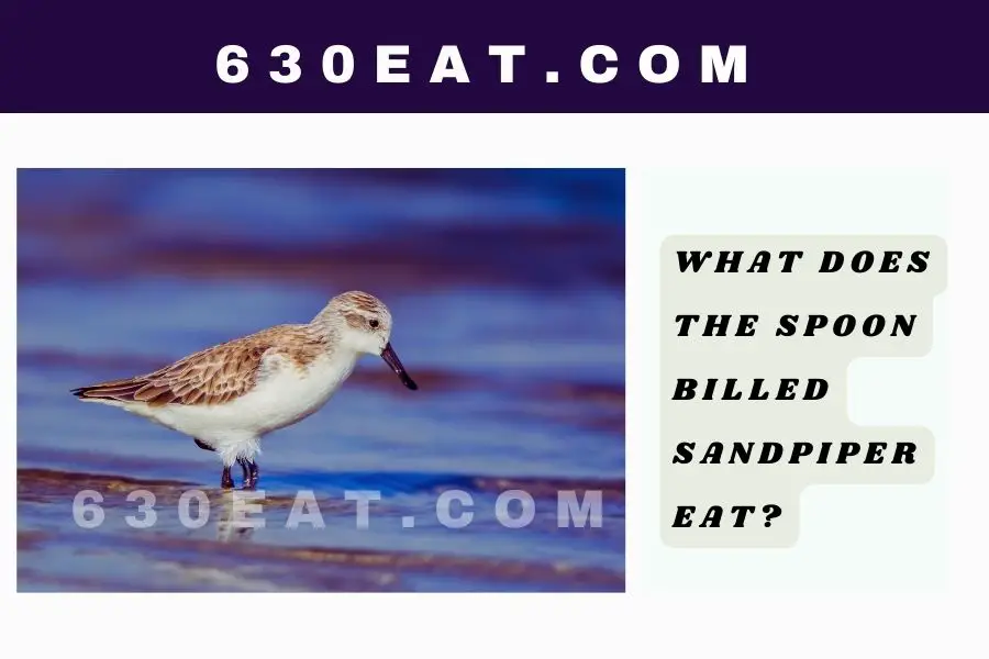 What Does The Spoon Billed Sandpiper Eat?