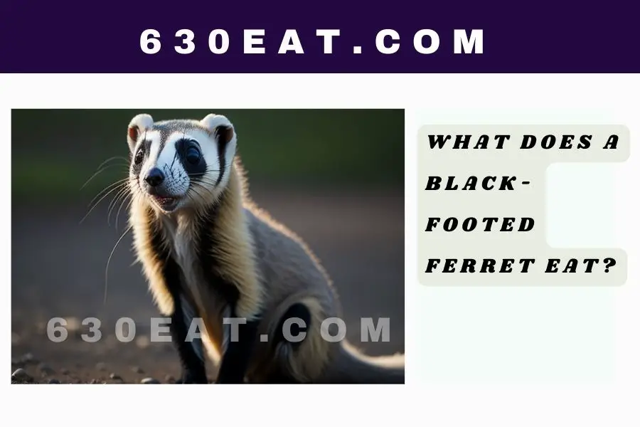 What Does a Black-Footed Ferret Eat?
