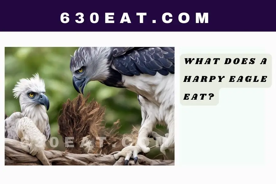 What Does a Harpy Eagle Eat?