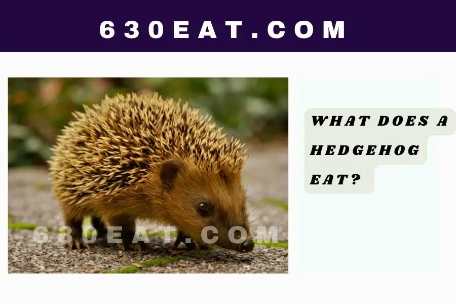What Does a Hedgehog Eat?