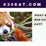 What Does a Red Panda Eat?