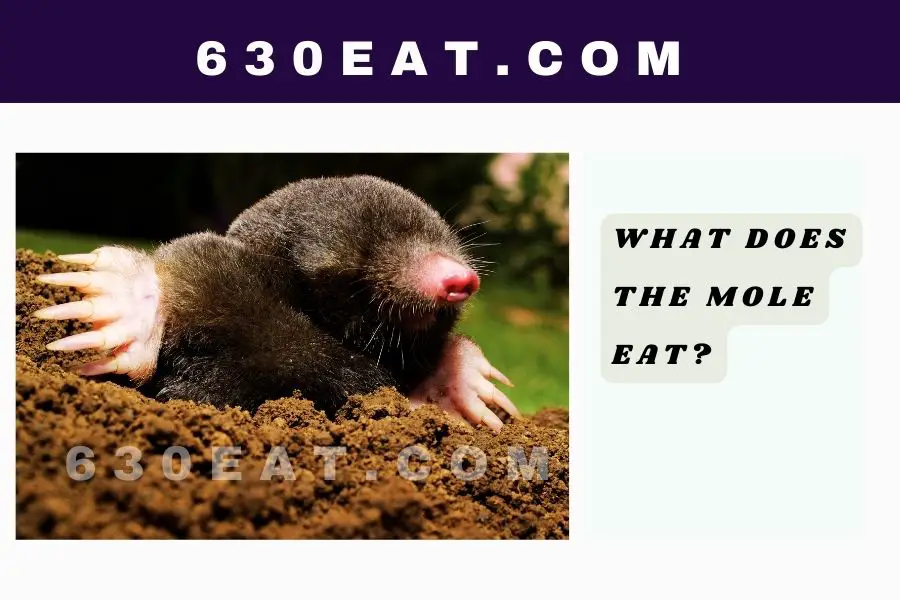 What Does the Mole Eat?