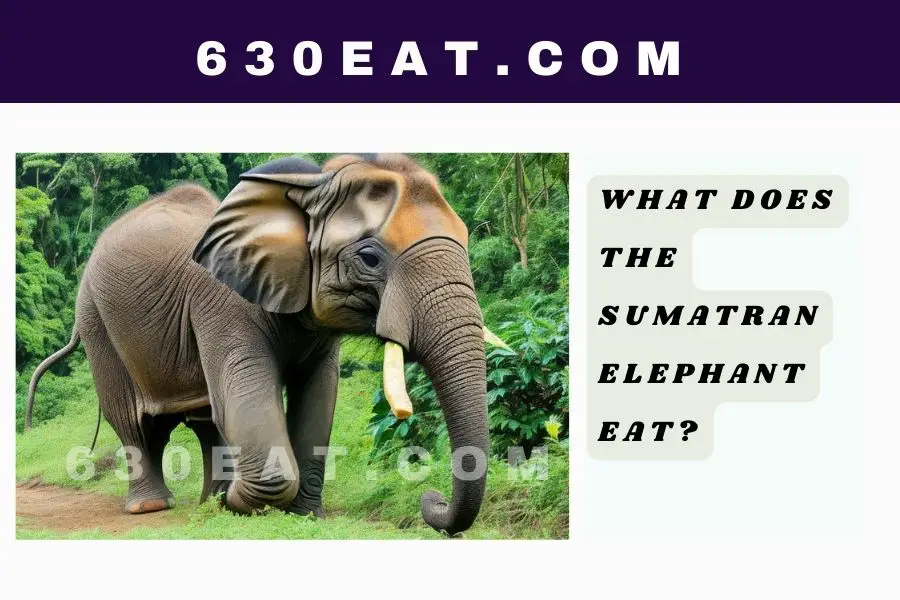 What Does the Sumatran Elephant Eat?