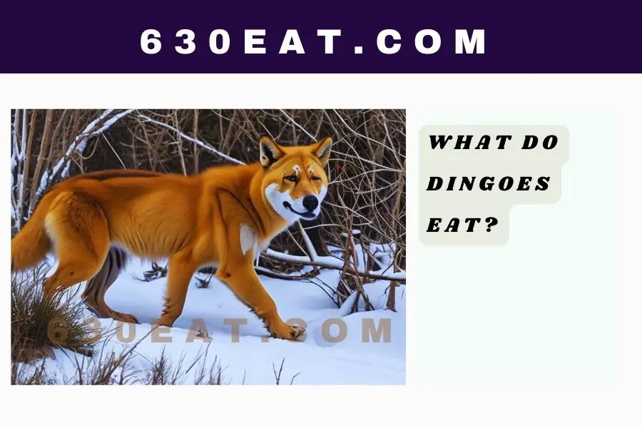 What Do Dingoes Eat?