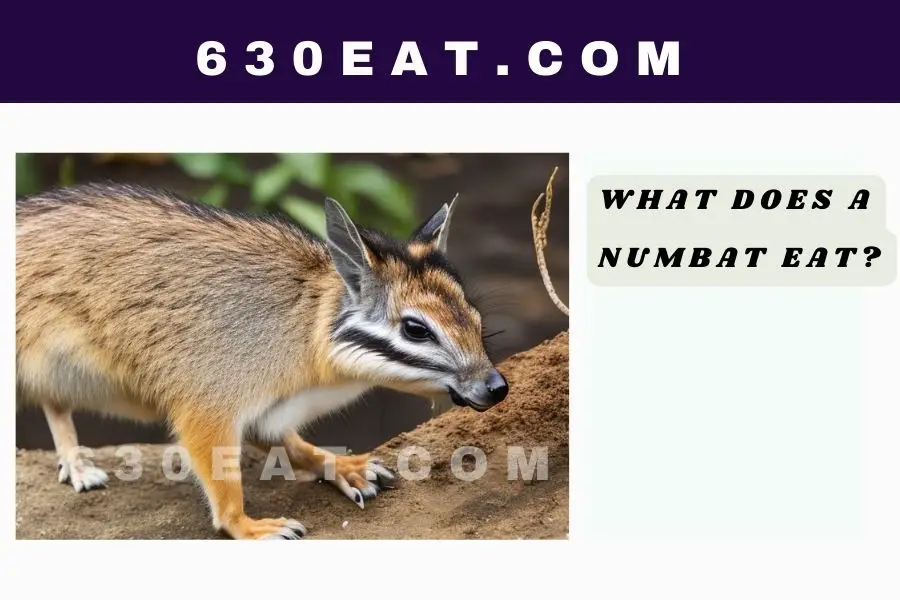 What Does a Numbat Eat?